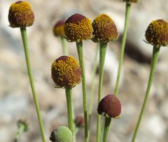 Helenium thurberi