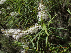 Veronica stenophylla