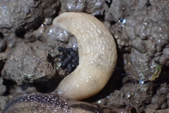 Deroceras reticulatum