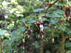 Ribes menziesii