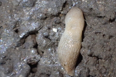 Deroceras reticulatum