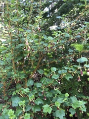 Ribes menziesii