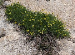 Cymopterus terebinthinus