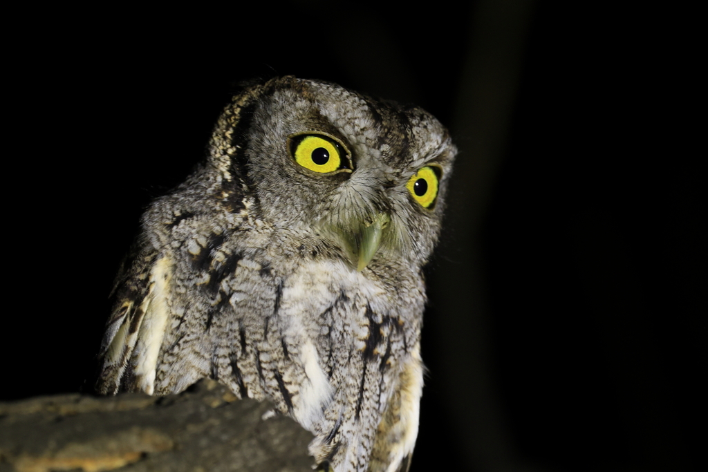 Eastern Screech-Owl from Bustamante, N.L., México on January 19, 2024 ...