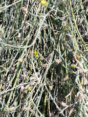 Crotalaria aegyptiaca