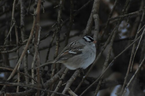 White-crowned Sparrow photographed in Ohio