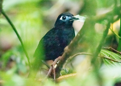 Zeledon's Antbird photo 2