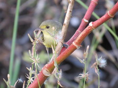 Vireo pallens