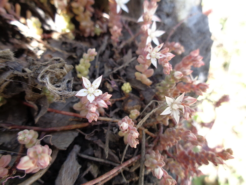 Sedum potosinum