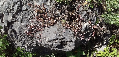 Sedum potosinum