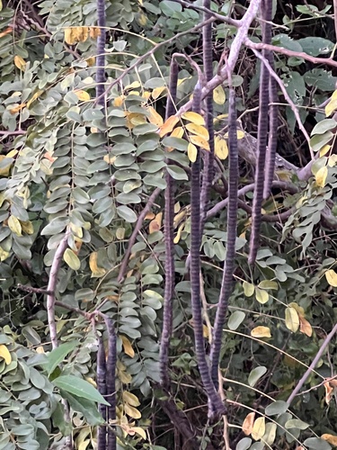 Cassia javanica