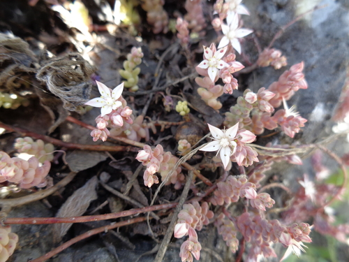 Sedum potosinum