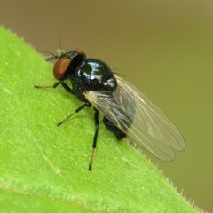 Lonchaea