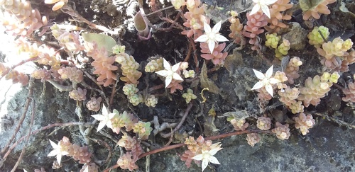 Sedum potosinum