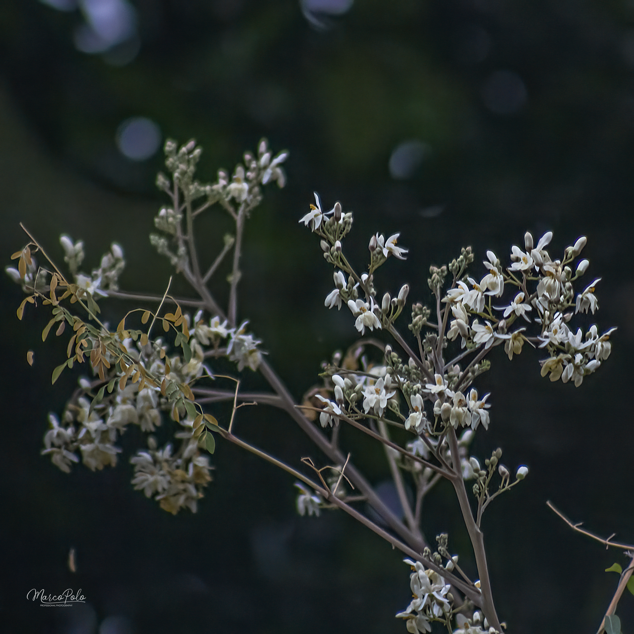 Imagem de Moringa