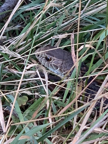 Lowlands Copperhead sighting