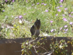 Otospermophilus beecheyi