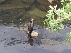 Phalacrocorax carbo hanedae