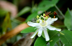 Passiflora tenuifila, photograph Sebastián Lovera, CC0, iNaturalist via GBIF