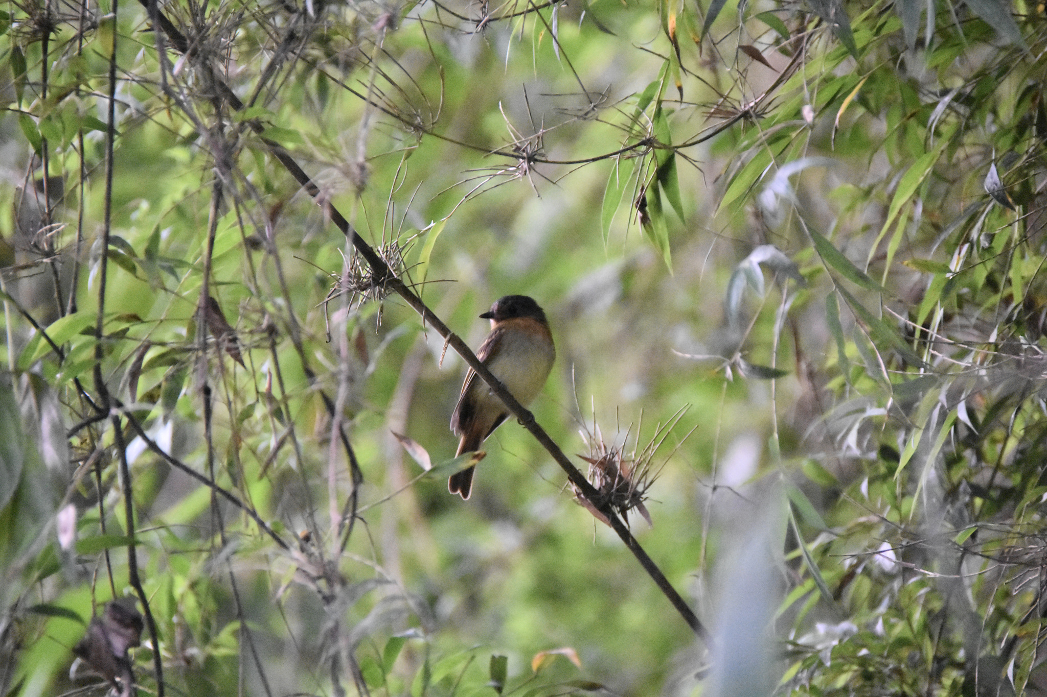 Rufous-breasted Flycatcher (Leptopogon rufipectus), photo 4