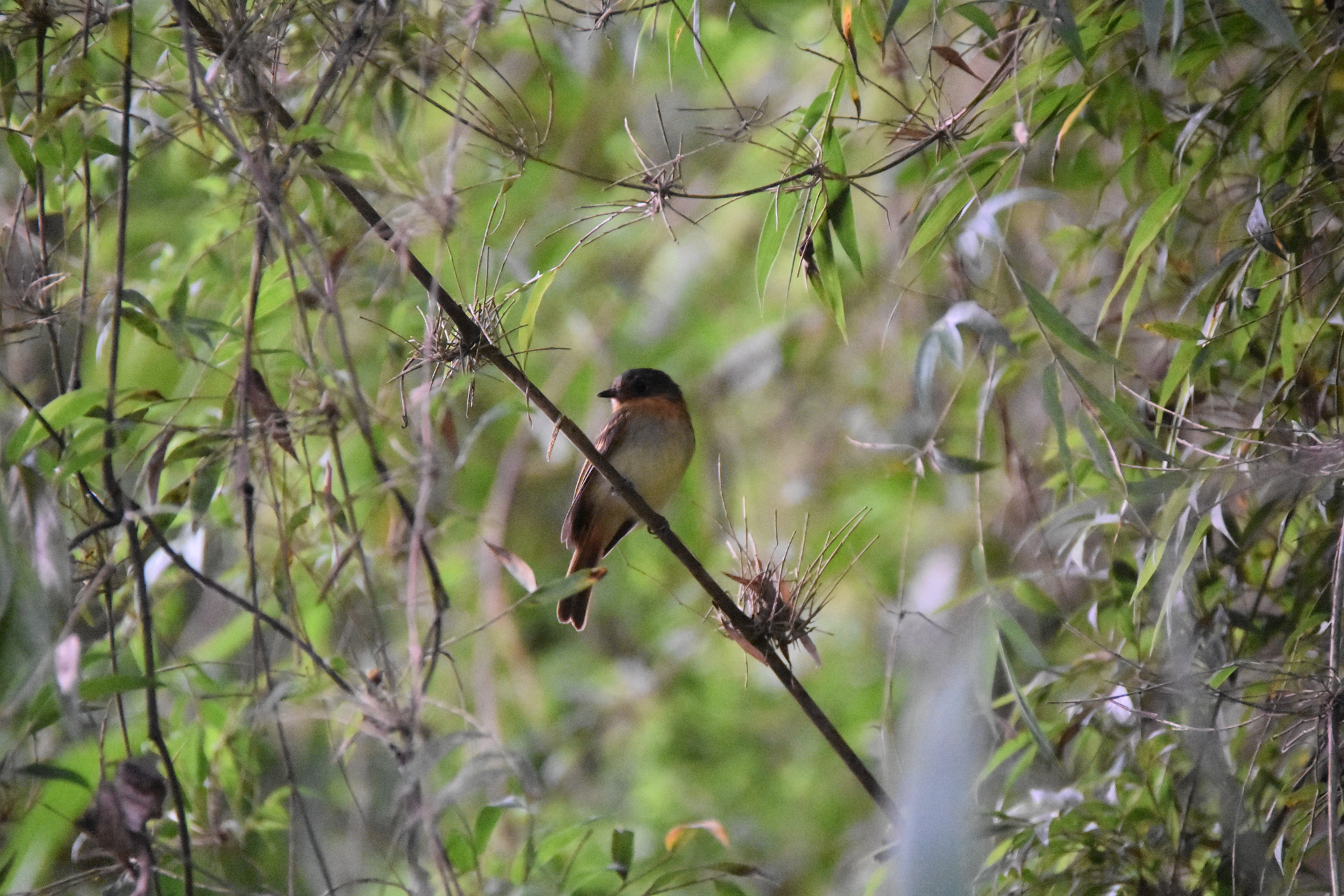 Rufous-breasted Flycatcher (Leptopogon rufipectus), photo 5