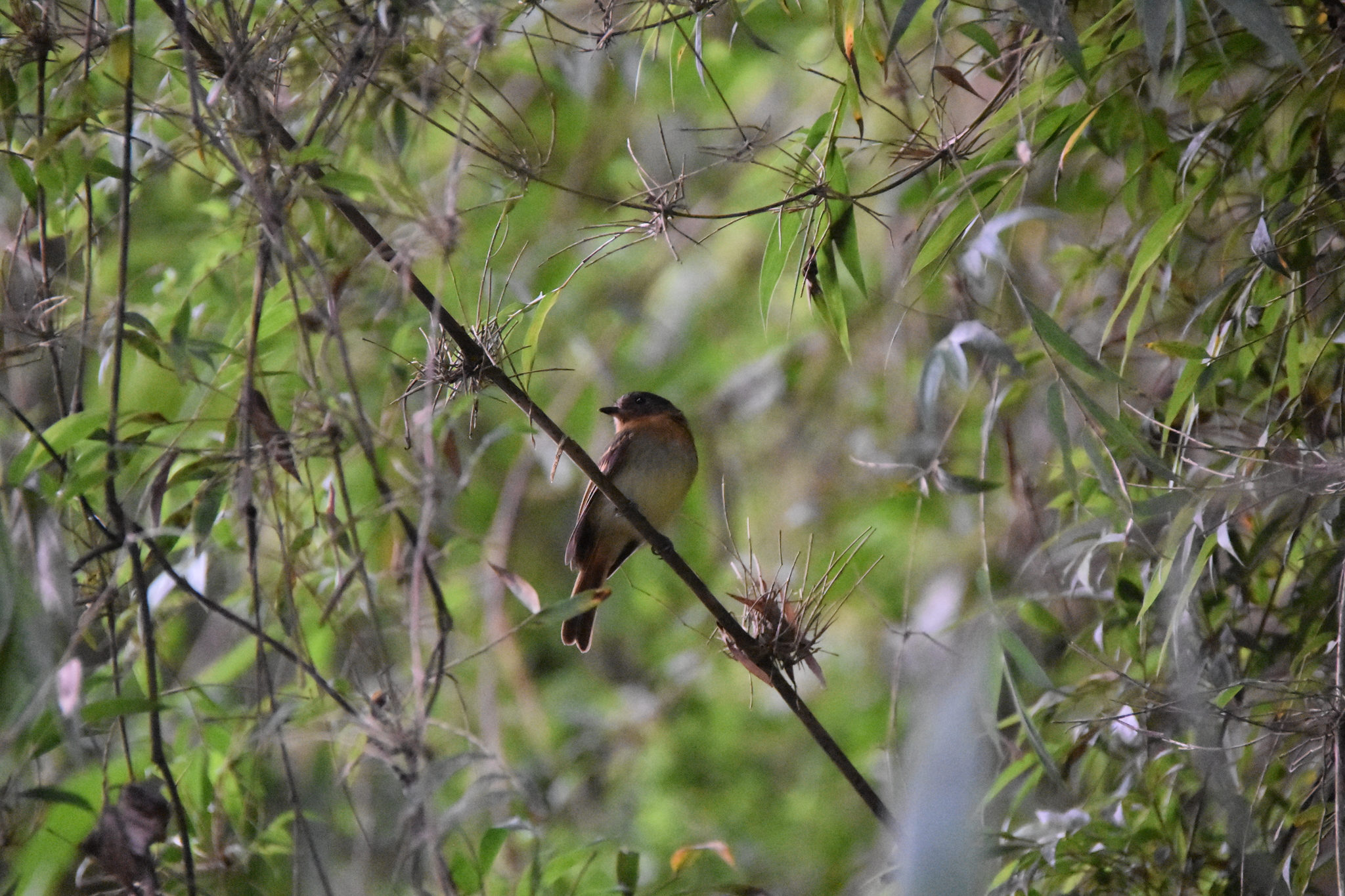 Rufous-breasted Flycatcher (Leptopogon rufipectus), photo 6