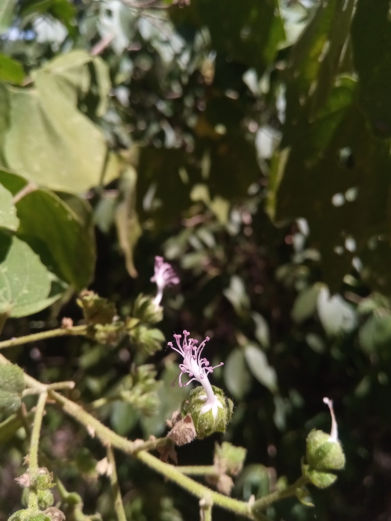 Perrierophytum