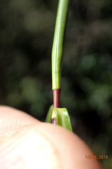 Veronica stenophylla
