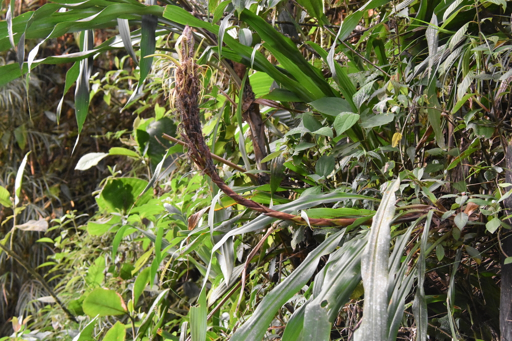 Pitcairnia brunnescens