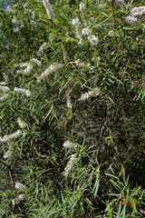 Veronica stenophylla