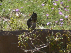 Otospermophilus beecheyi