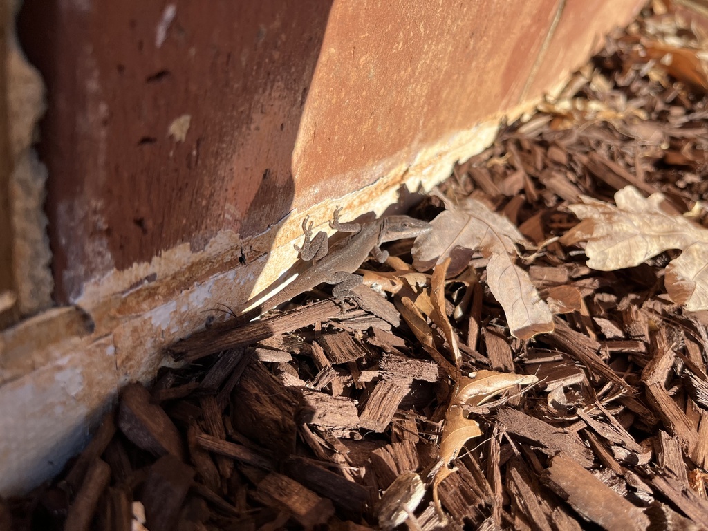 Green Anole from Enloe High School, Raleigh, NC, US on January