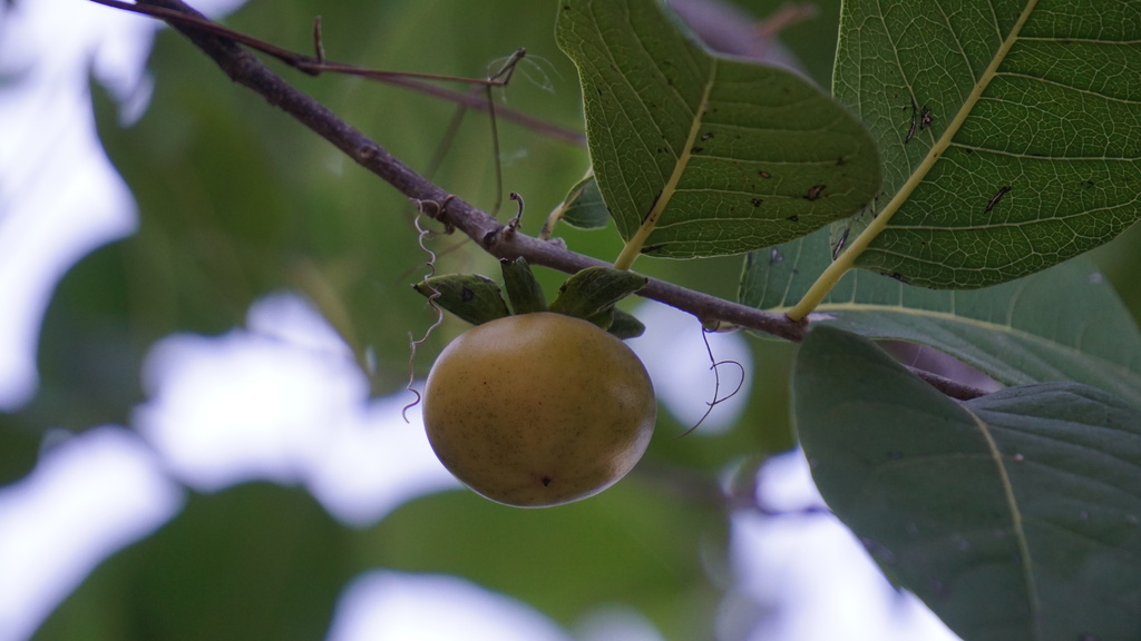 Diospyros sphaerantha from Mazatlán, Sin., México on January 19, 2024 ...