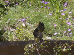 Otospermophilus beecheyi