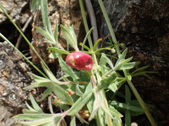 Contarinia zauschneriae
