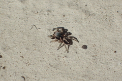 Habronattus pyrrithrix