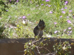 Otospermophilus beecheyi