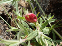 Contarinia zauschneriae
