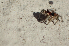 Habronattus pyrrithrix