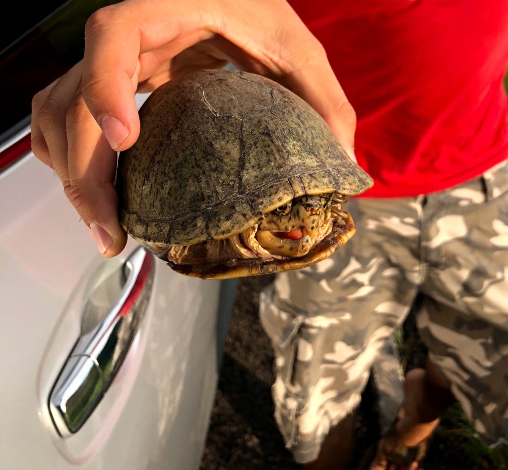 Mexican Mud Turtle In August 2018 By Tim Warfel · Inaturalist