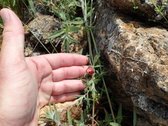 Contarinia zauschneriae