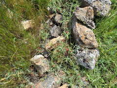 Contarinia zauschneriae