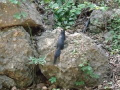 Otospermophilus variegatus couchii