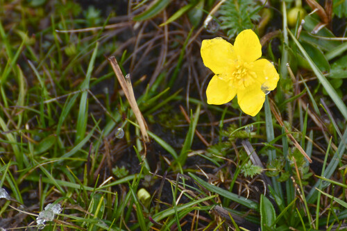 Entire-leaf Marsh Marigold (Caltha scaposa)