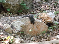 Otospermophilus variegatus couchii