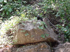 Otospermophilus variegatus couchii