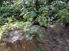 Otospermophilus variegatus couchii