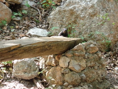 Otospermophilus variegatus couchii