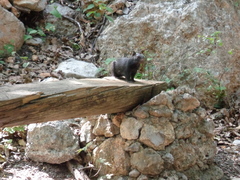 Otospermophilus variegatus couchii