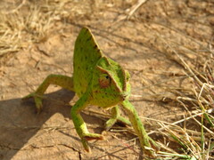 Anchieta's Chameleon photo 2